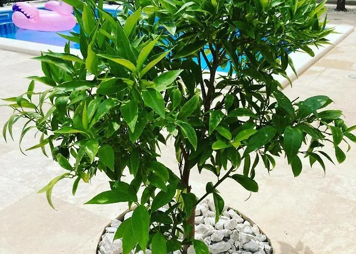 Vlatino Seget Vranjica