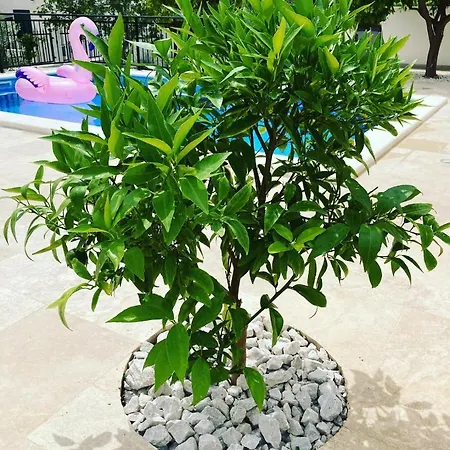 Vlatino Seget Vranjica